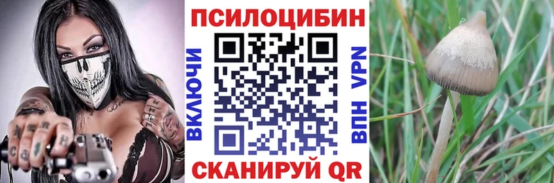 дарнет шоп  Венёв  Псилоцибиновые грибы Psilocybe 